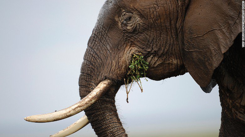CNN's tweet photo. The UK's Environment Secretary says the country is set to introduce one of the world's toughest ivory bans, with a penalty of up to five years in prison https://t.co/n96Ou79S2Q https://t.co/azMaSvqySb