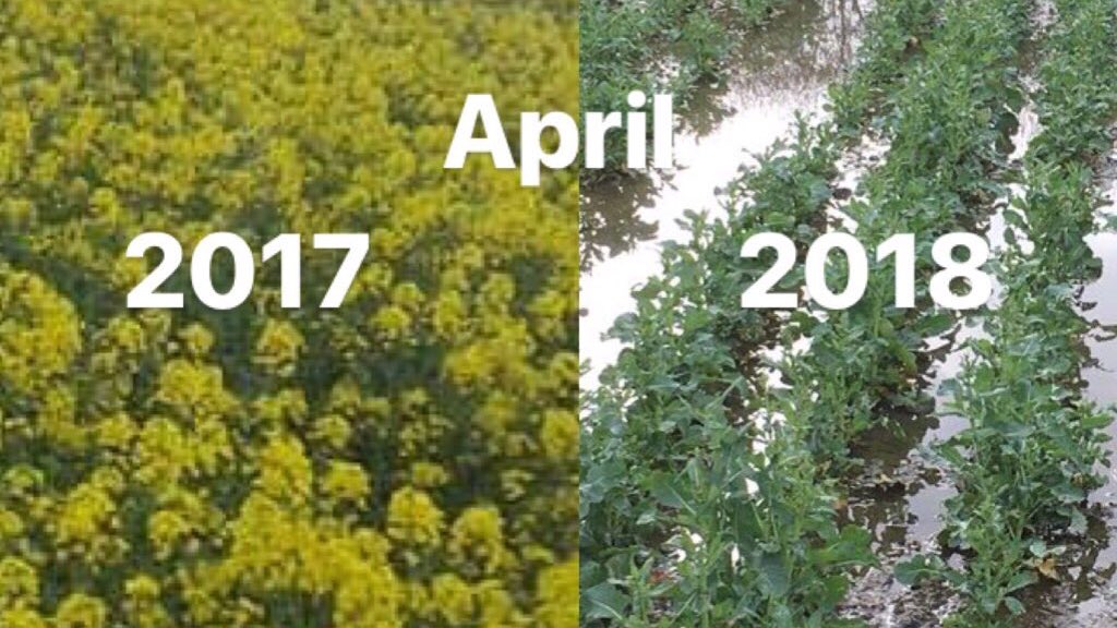 DSVUKSEEDS's tweet image. What a difference a year makes! 😏