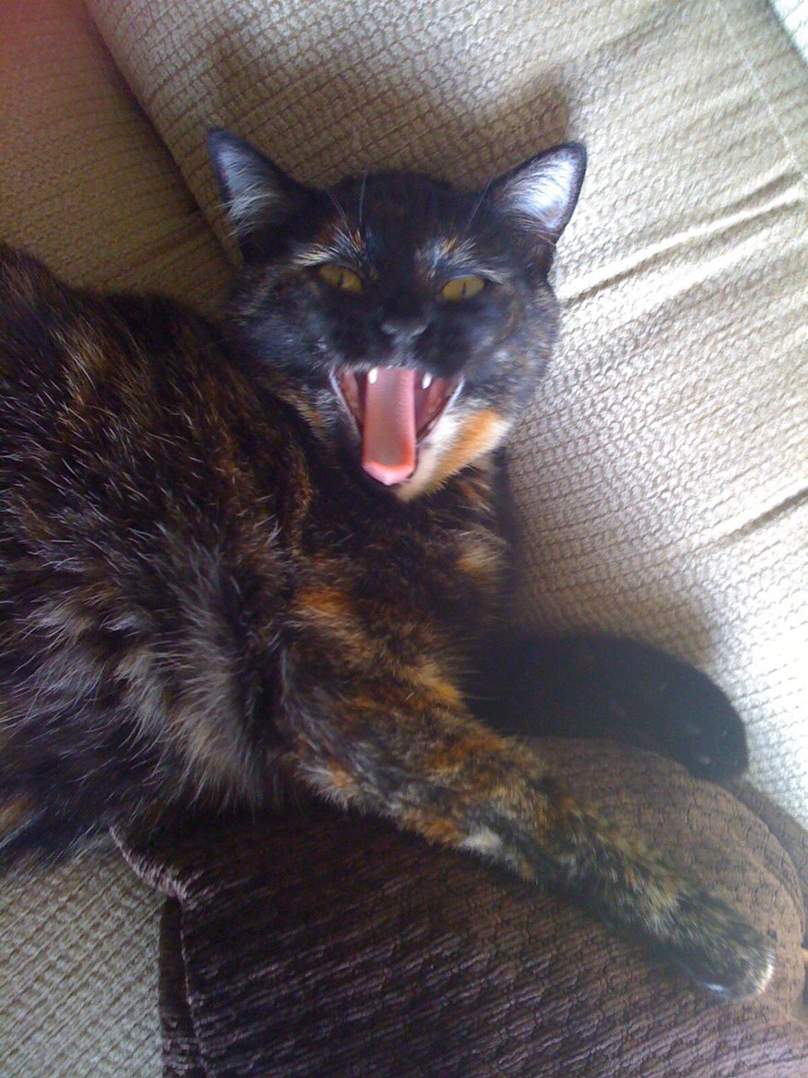 ChucksLitterBox's tweet image. Feisty Twitch #scary #hiss #feisty #cat #catlover #funny #lol #calico #fangs #follow4follow #chuckslitterbox
