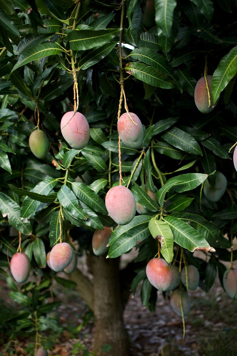 Mango_Board's tweet photo. What country in the world considers the mango tree its national tree? #TriviaTuesday #InTheKnowWithMango https://t.co/nRz7bkamB1