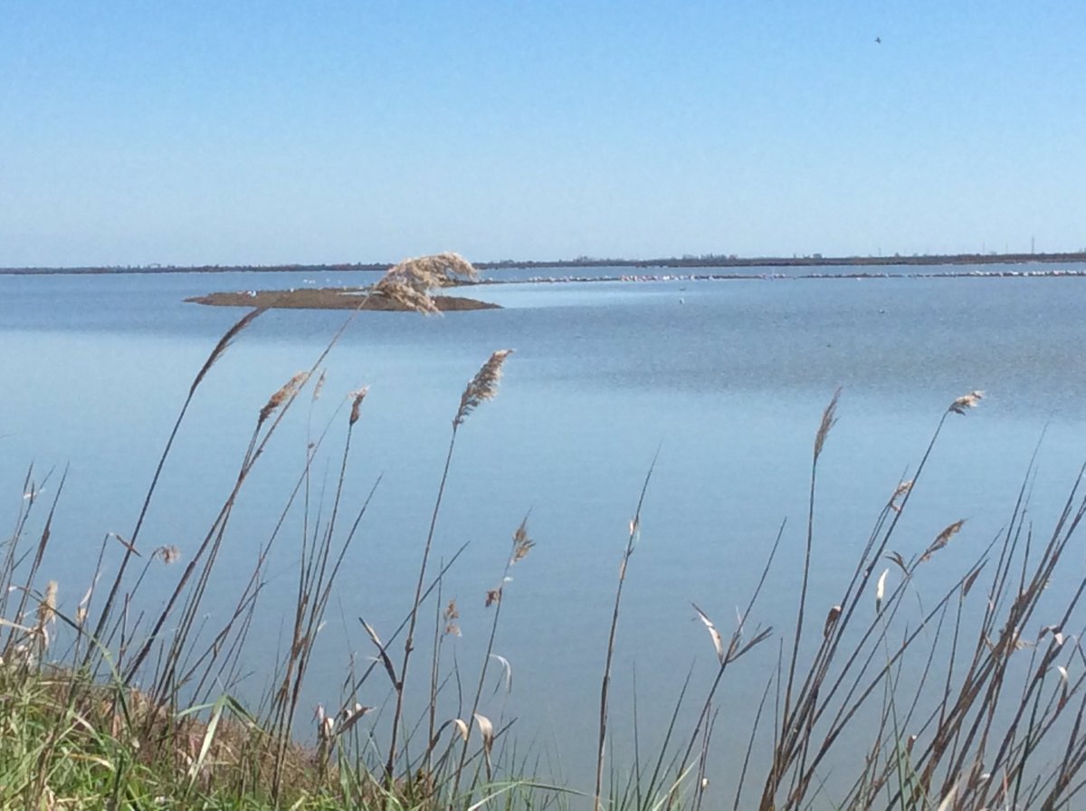 Va dove ti porta il cuore: nel Parco Delta del Po a Sant'Alberto #Ravenna pe ritrovare serenità <a href="/StarbeneR/">StarBene in Romagna</a> <a href="/Greenews_Italia/">Greenews.info</a> <a href="/supernaturepics/">Nature Pictures</a> <a href="/IgersEmRomagna/">igersemiliaromagna</a> <a href="/RavennaTourism/">Ravenna Tourism</a> <a href="/turismoER/">inEmiliaRomagna</a> <a href="/ENIT_italia/">ENIT S.p.A. 🇮🇹</a> <a href="/visiteurope/">Visit Europe</a> <a href="/LivingRomagna/">Living Romagna</a>