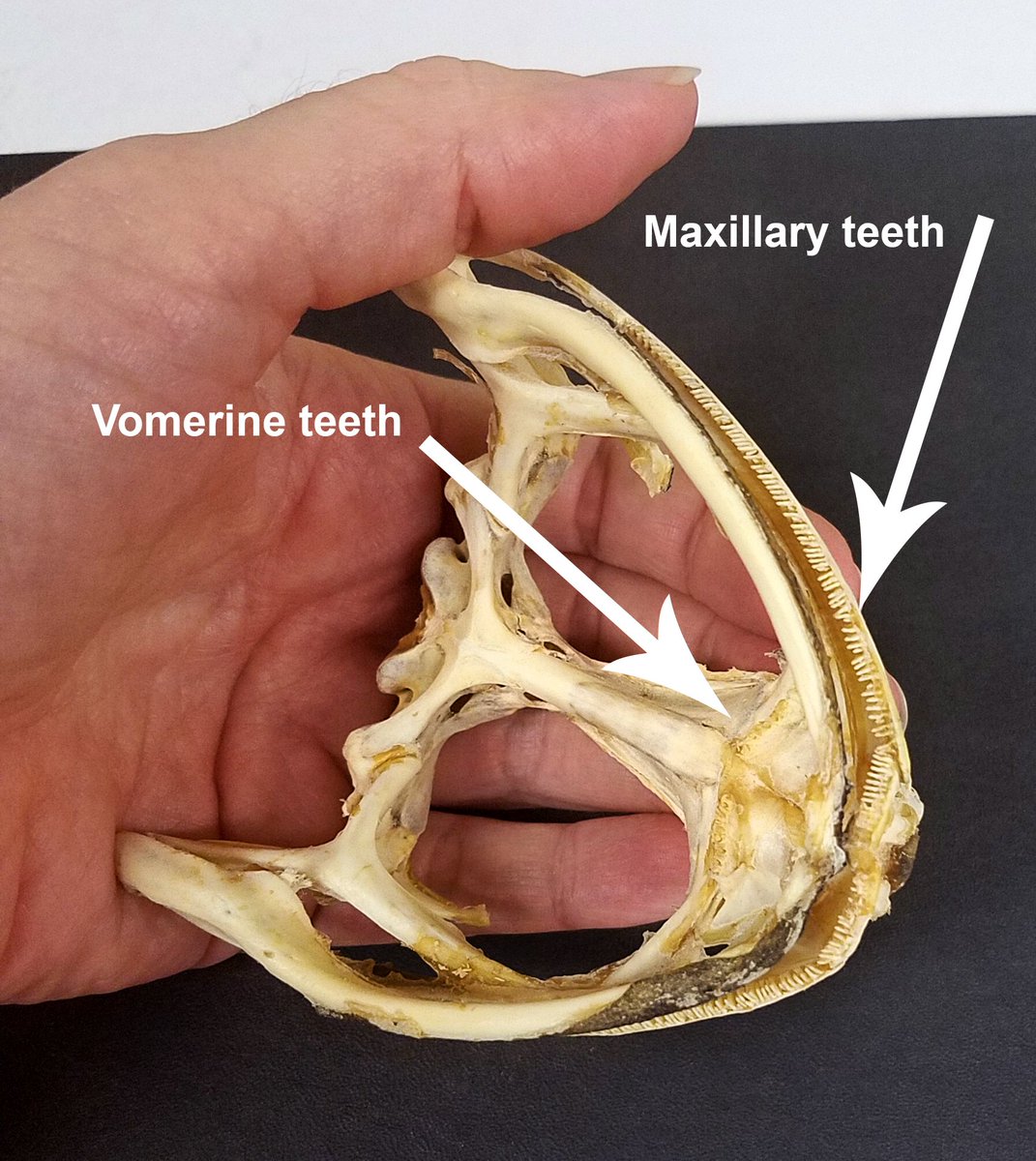 Goliath frog showing two types of teeth