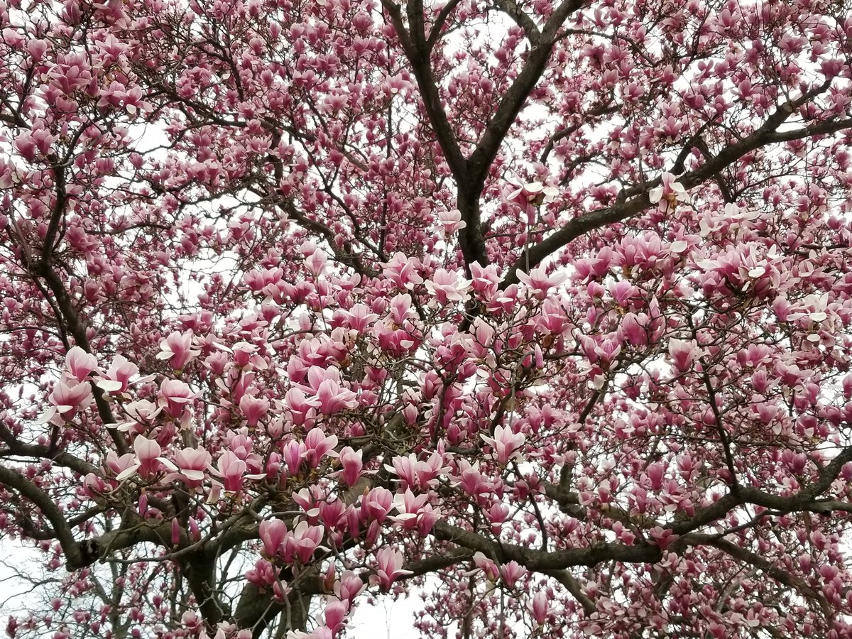 catholicueduc's tweet photo. Spring in front of O'Boyle Hall, these magnolia trees steals the show for several glorious weeks! #spring https://t.co/3TuVEayuiT