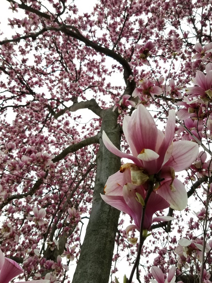 catholicueduc's tweet photo. Spring in front of O'Boyle Hall, these magnolia trees steals the show for several glorious weeks! #spring https://t.co/3TuVEayuiT