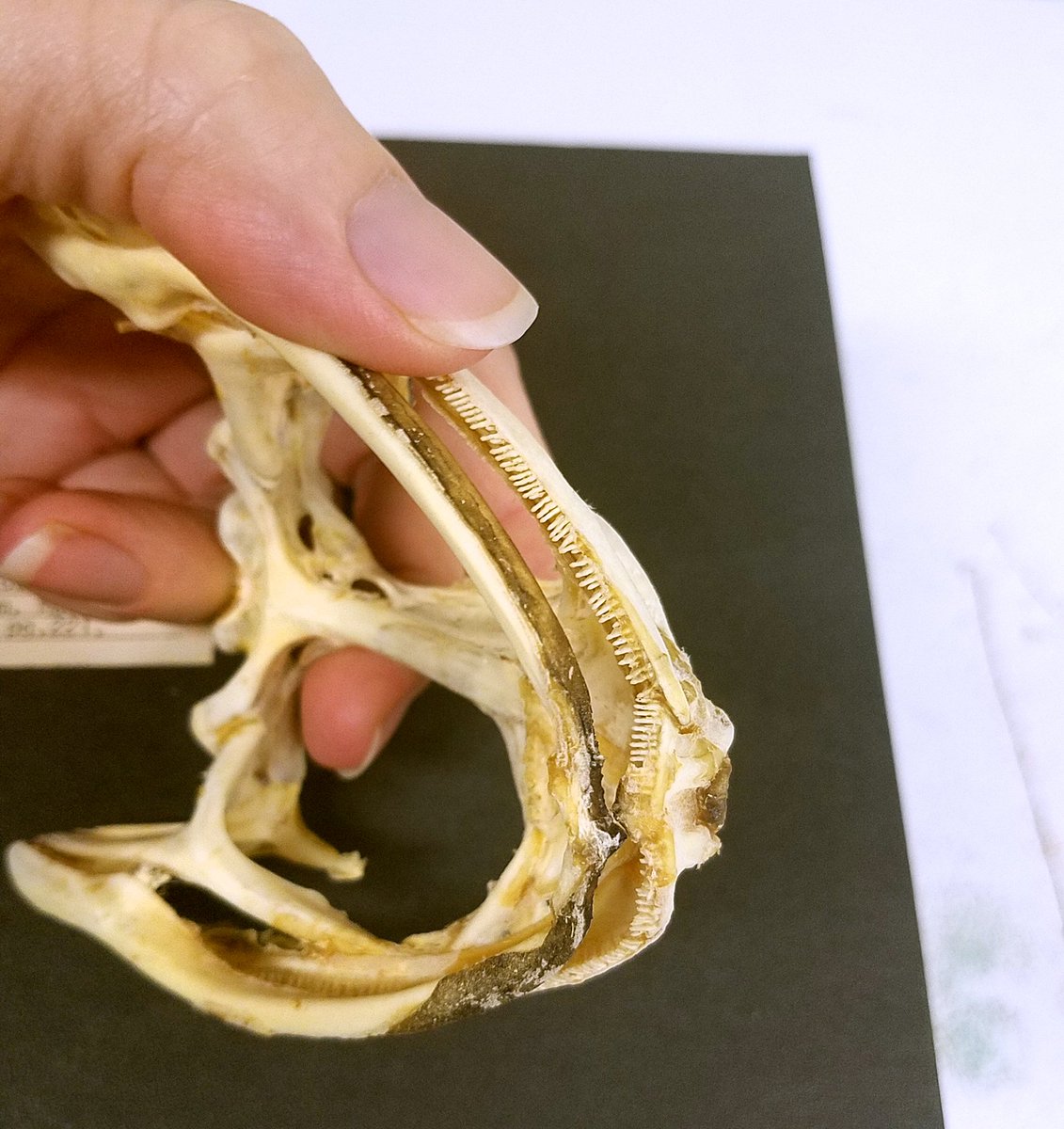 Goliath frog skull teeth