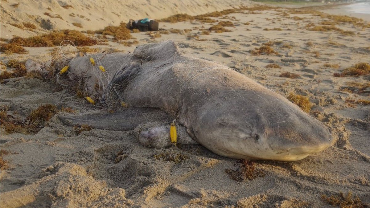 South Florida woman stumbled upon a dead bull shark while walking along Hollywood Beach. bit.ly/2H7TiTE?utm_so… https://t.co/dFG3P5xisy