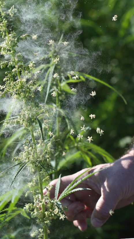 MedPotDelivery's tweet photo. We are really into this... #breedingfacility #brandname #mastergrower https://t.co/6Dr4VXEhJI