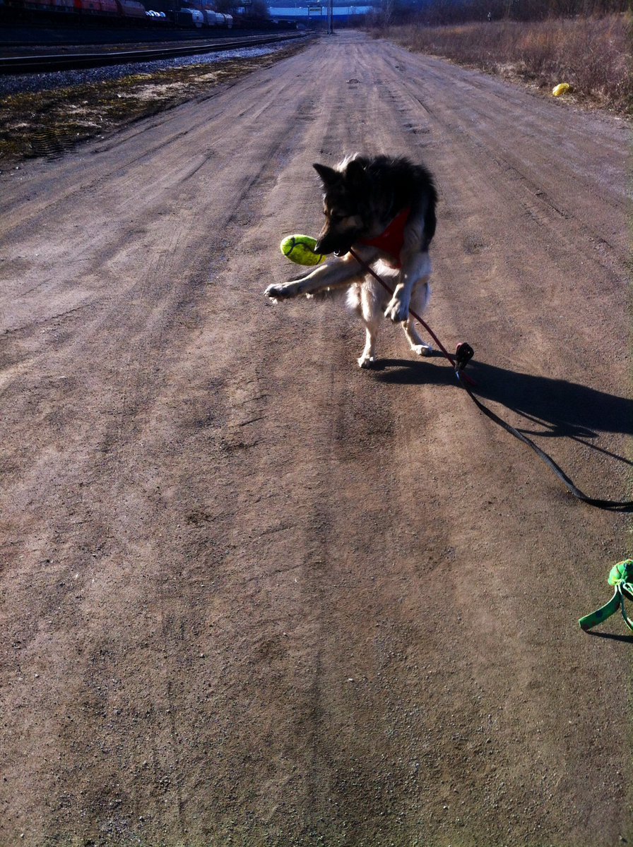 cathy_stapinski's tweet photo. #SpringingIntoSpring 
City Dog finds Football fun. https://t.co/04ikmWiCXb