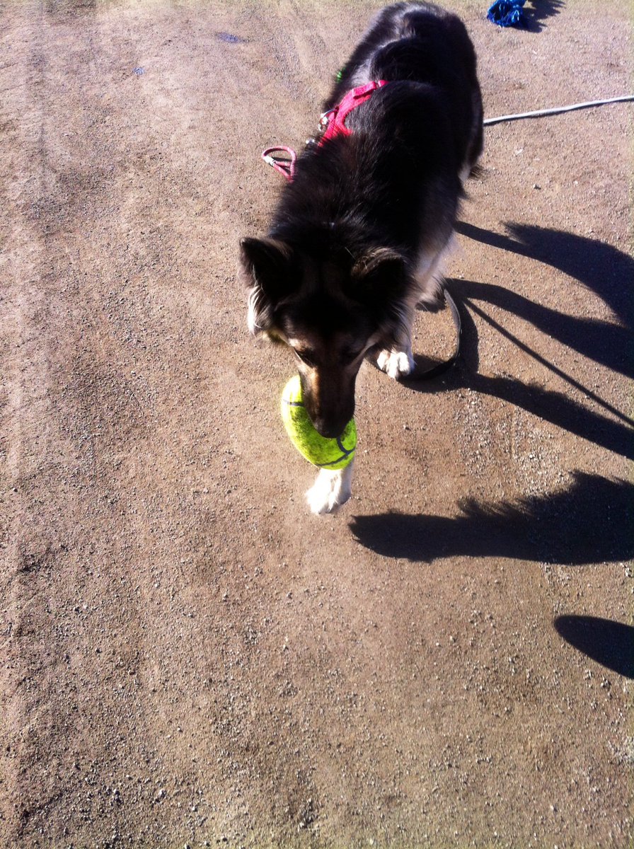 cathy_stapinski's tweet photo. #SpringingIntoSpring 
City Dog finds Football fun. https://t.co/04ikmWiCXb