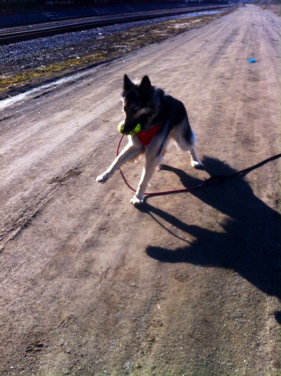 cathy_stapinski's tweet photo. #SpringingIntoSpring 
City Dog finds Football fun. https://t.co/04ikmWiCXb