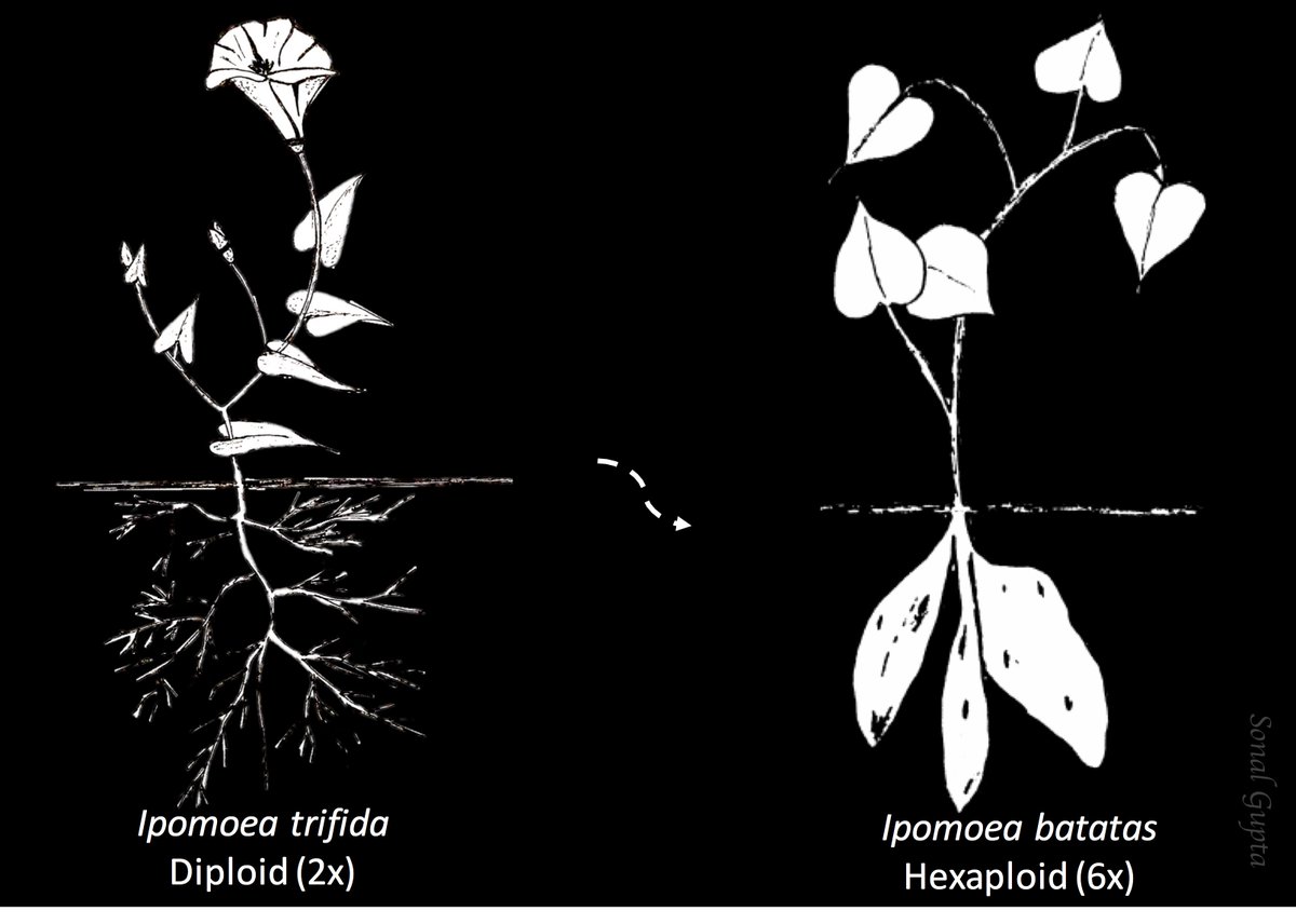 gsonal_gupta's tweet photo. Although this took me quite sometime to draw sketch and edit, but totally worth it!! Gearing up for my candidacy talk!
#sweetpotato #trifida #sketch https://t.co/Jy4oPuZgeN