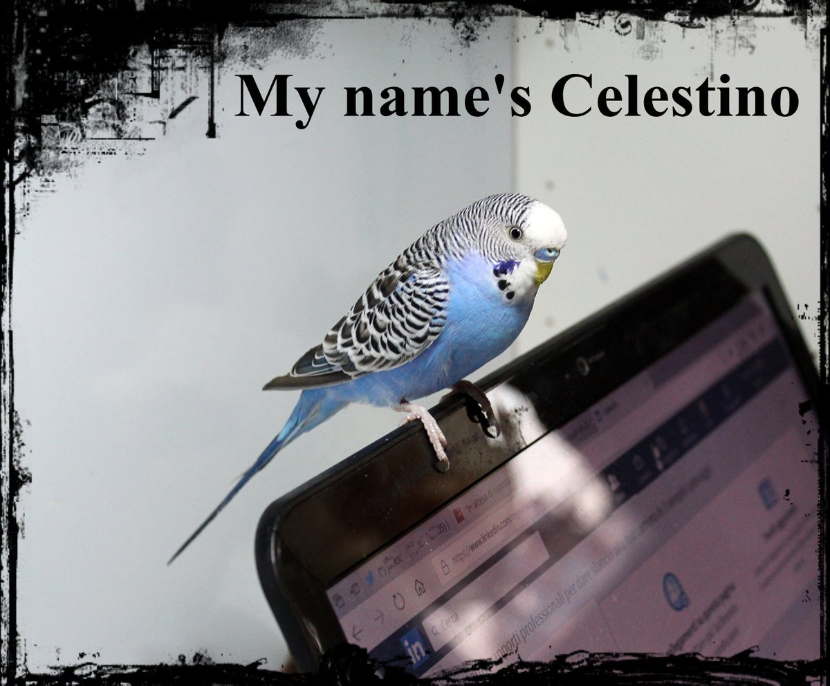 Pappagallino Hashtag On Twitter