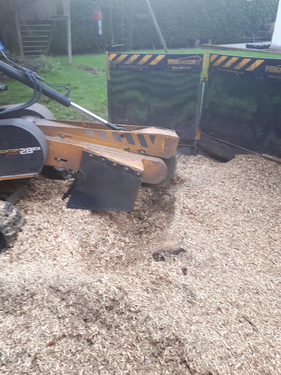 Grinding a large conifer tree stump at Ugley Green near Stansted, Essex. The are…