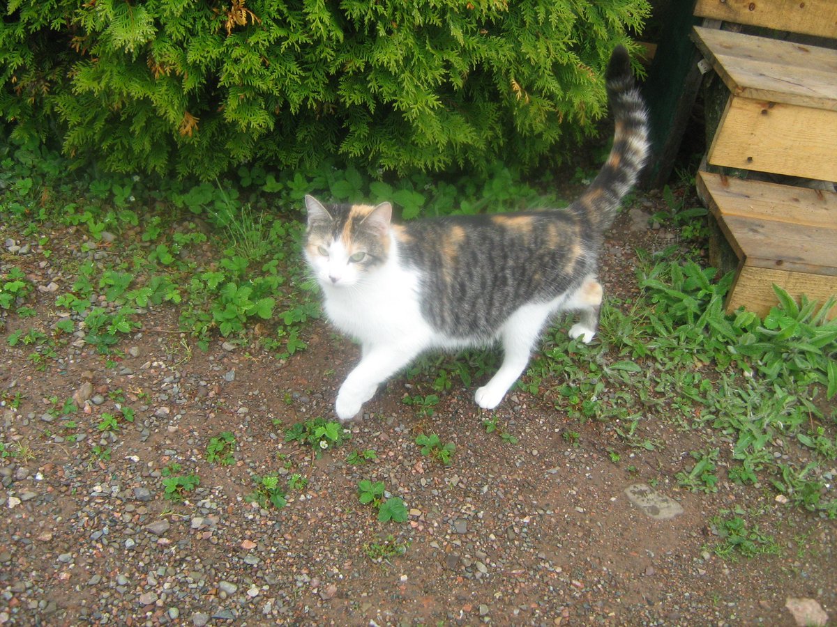 Aaronvantassel1's tweet photo. this used to be my cat but it dide😭😭😭 https://t.co/tGR7NLx761