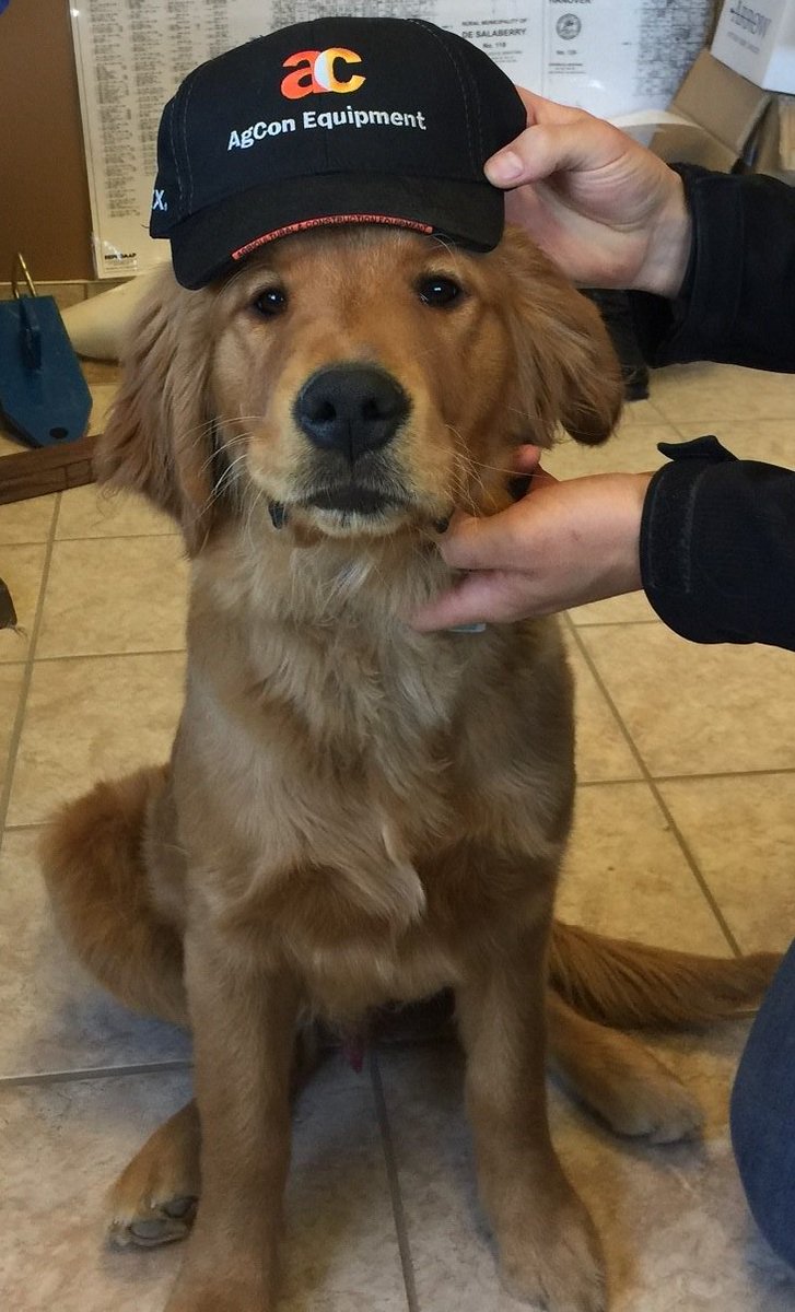 AgCon_Equipment's tweet photo. Meet Beau, our NEWEST employee at Agcon Equipment. 

He will be there at the Open House next week Thursday, April 12th from 10 am - 3 pm. Will YOU?

#AgconEquipment #YourLocalDealer #Agriculture #Construction #Beau https://t.co/e5F35t9PAR