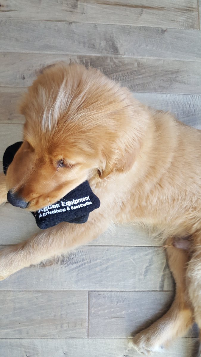 AgCon_Equipment's tweet photo. Meet Beau, our NEWEST employee at Agcon Equipment. 

He will be there at the Open House next week Thursday, April 12th from 10 am - 3 pm. Will YOU?

#AgconEquipment #YourLocalDealer #Agriculture #Construction #Beau https://t.co/e5F35t9PAR