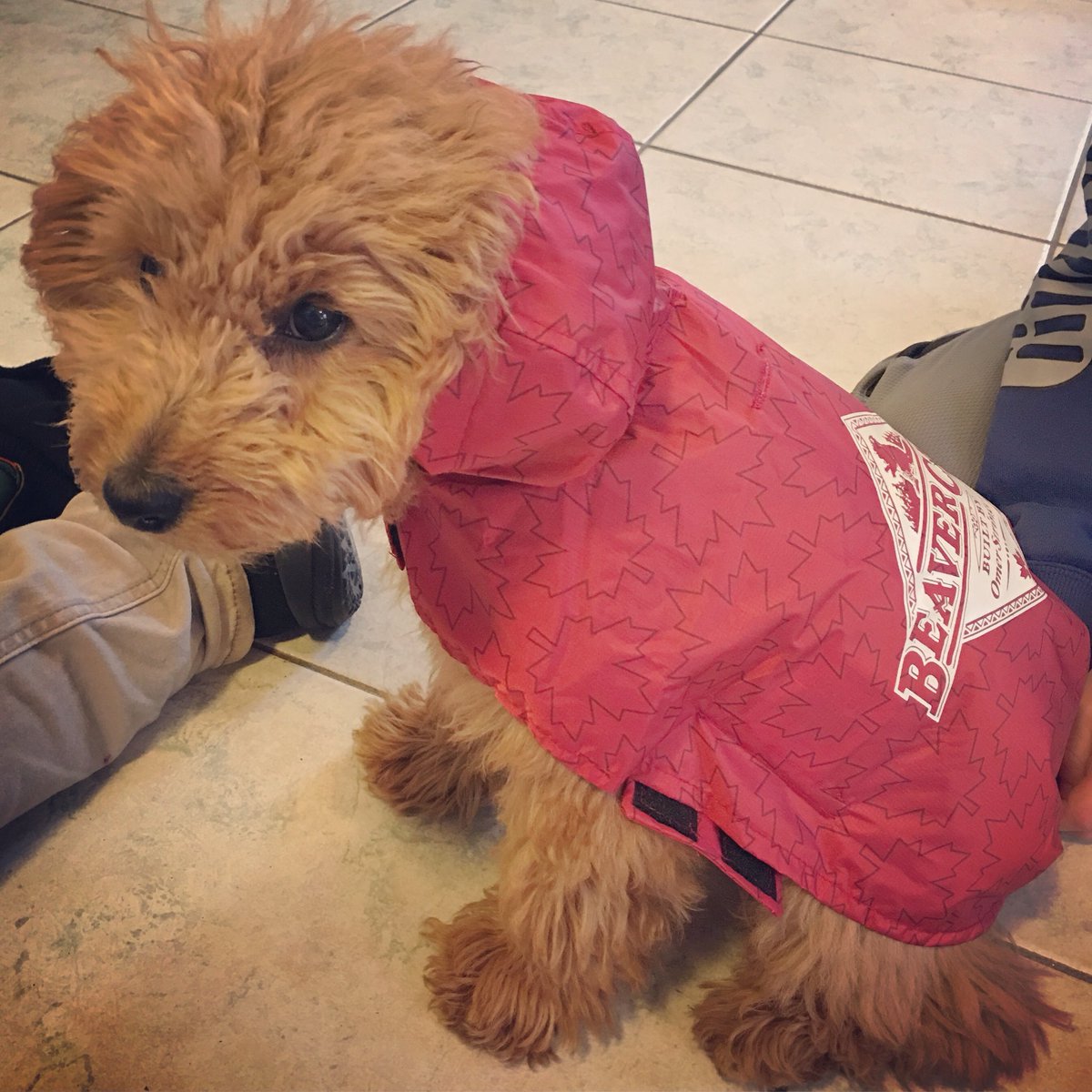 There’s rain coming, she said. 
You need a rain coat, she said. 
#seriously #imadog
.
.
.
.
#canadiandoodles #canadiandoodlesofinstagram #instadoodle #minigoldendoodle #goldendoodle #goldendoodlesofinsta #instapuppy #puppy #minidoodles #doodlesofinstagram