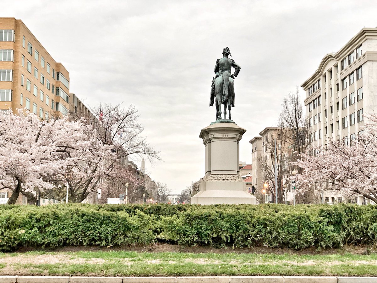 Cherry blossoms are starting to peak in Washington DC! 🌸🌸🌸 #mydccool @cherryblossfest #peekaboo