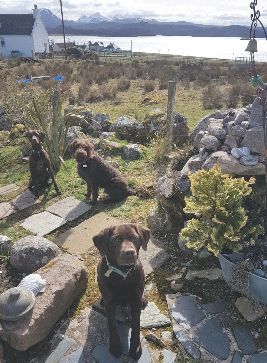 Fcfraser's tweet image. Back to peace &amp;amp; tranquility after the #GermanPointer Bruno returns home #loveslife 🐾🐾❣️🐾🐾