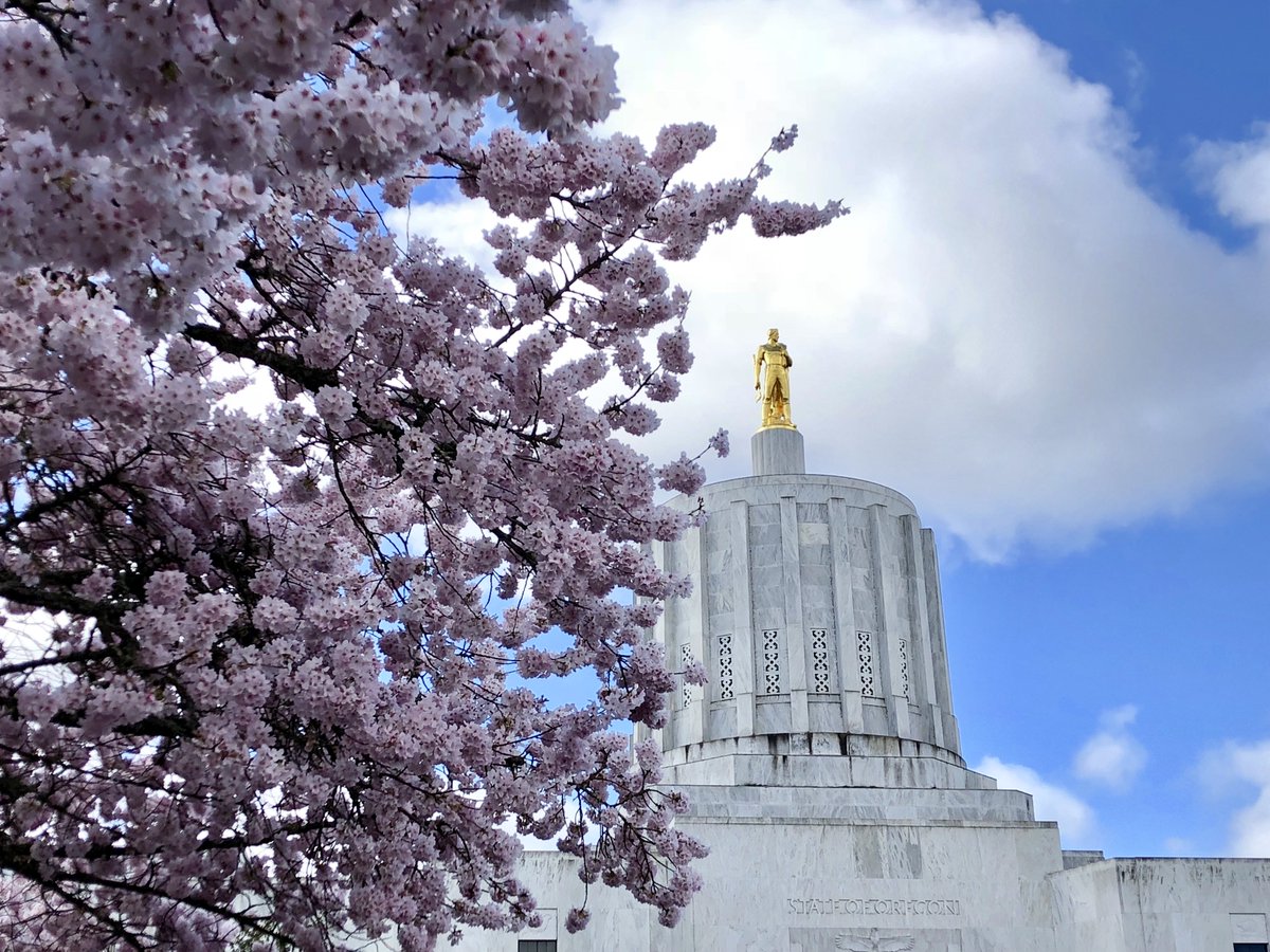 OregonSOS's tweet image. Spring is in the air, and the cherry blossoms are in full bloom all around Salem. Such a beautiful time of year!