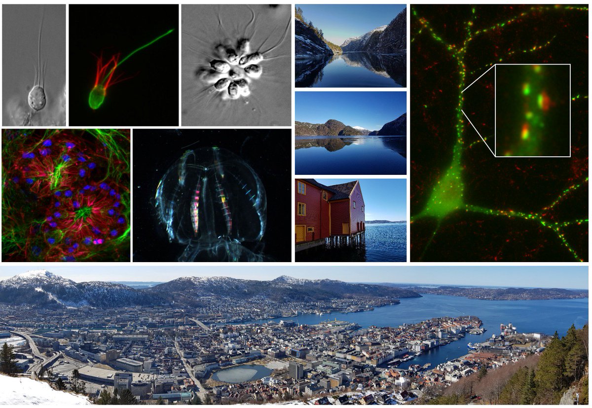 Pawel_Burkhardt's tweet photo. Interested in the evolutionary origin of synapses and neurons? Want to work with #choanoflagellates #sponges #ctenophores @Sars_Centre in beautiful #Bergen? We have 1 PhD &amp; 1 PostDoc position available, 4yrs each. RTs appreciated https://t.co/ALZWB6c6dp &amp; https://t.co/Vj9V3iJw5A https://t.co/mLgS0KaS9s