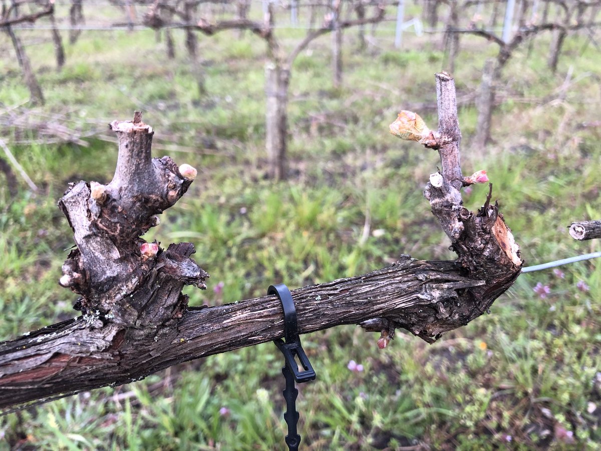 ldeliere's tweet photo. La saison démarre sur #ResIntBio #Artaban #cepagesresistants @oscar_vigne @Dephy_Ecophyto @Inra_BdxAqui https://t.co/ujgaRRPLfu