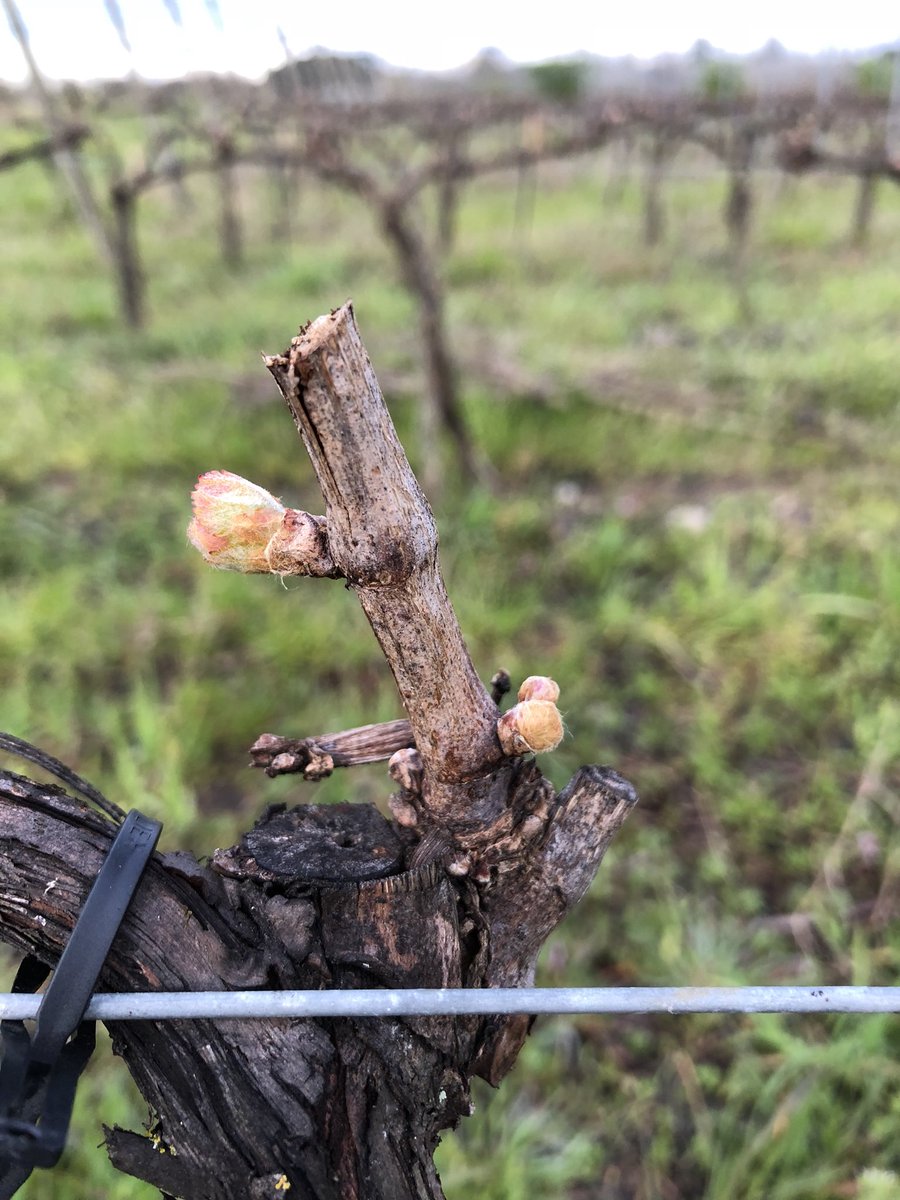 ldeliere's tweet photo. La saison démarre sur #ResIntBio #Artaban #cepagesresistants @oscar_vigne @Dephy_Ecophyto @Inra_BdxAqui https://t.co/ujgaRRPLfu