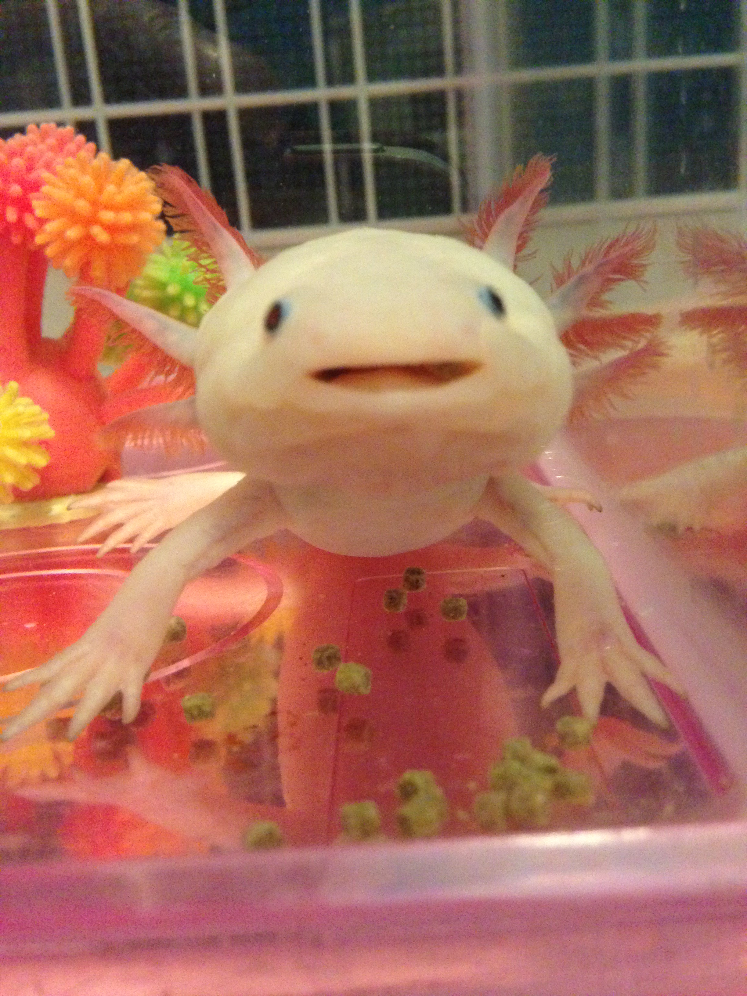 猫と両生類と淡水魚 たまに他の動物17 18 Twitter