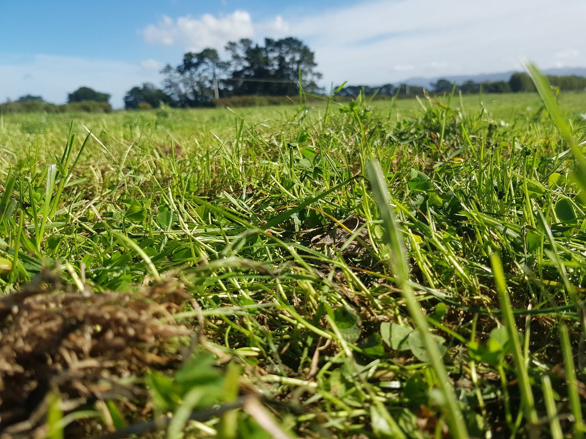 ClagueJess's tweet photo. My adventures in NZ are coming to an end, and I'm glad. Why is it all about days in milk and less about the condition of the cow? Loose condition = loose milk anyway = cows carry less going into dry off, and here, going into winter light is dangerous...residuals are great though https://t.co/RCjYCuUTFj