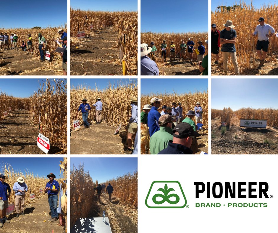 pioneerseedsau's tweet image. Corn Lead Jason Scott discusses Pioneer® brand #cornhybrids available for the 2017/18 season with #Agronomists and growers from eastern Victoria and southern NSW at the recent Corn STRIKE site tour near Berrigan NSW. Thanks for attending…hope you enjoyed!
