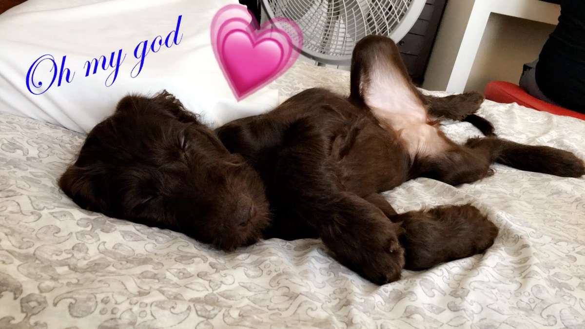 JessiAMess's tweet photo. Just looked down at the foot of the bed where Molly is sleeping. She was twitching so much I thought she was having a seizure. No, she was just running. In her sleep. And kicking me repeatedly in the ass.  
It’s ok I didn’t want to sleep or anything. 
#lifewithmolly #lifewithdogs https://t.co/m4ROS821jT