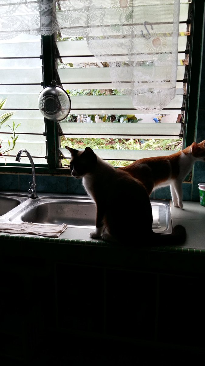 Ryui_Uitzy's tweet photo. Okay..Today im the chef in the house..time to prepare for lunch..😎 Yup..im with my cats at home 😘 https://t.co/2mDydKLkZo
