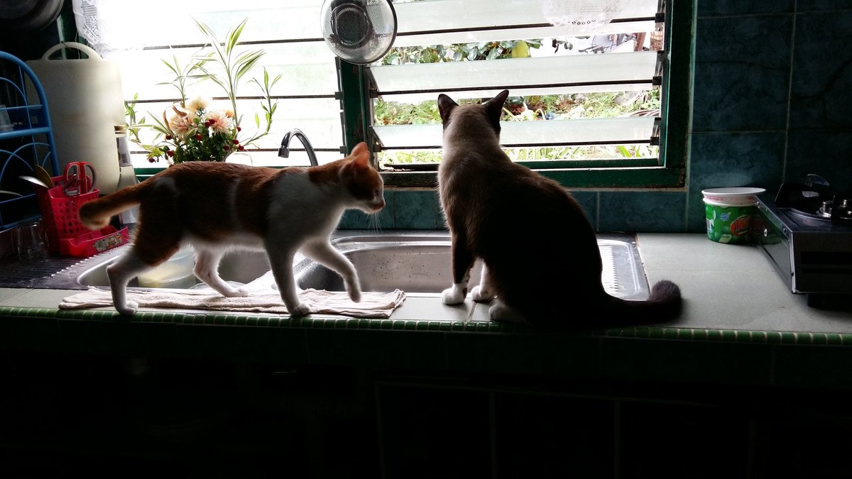 Ryui_Uitzy's tweet photo. Okay..Today im the chef in the house..time to prepare for lunch..😎 Yup..im with my cats at home 😘 https://t.co/2mDydKLkZo