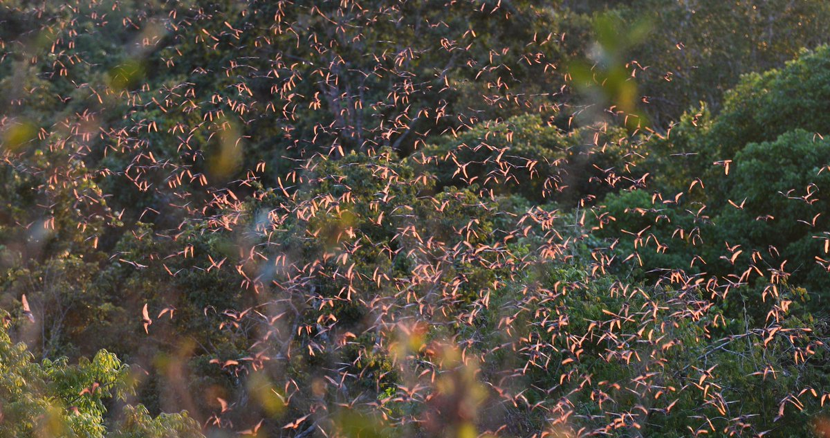 This is what it looks like when 4 million bats take off into the sunset over the tropical forests of southern Mexico. youtu.be/Z0rHv1WSCHo