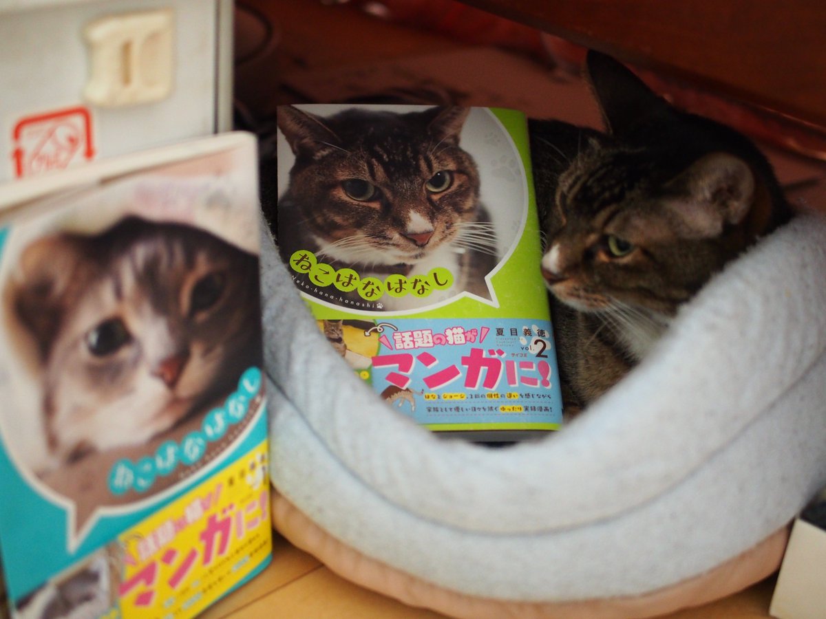 Yoshinori Natsume ねこはなはなし 1 サイコミ 夏目 義徳 T Co Jw4l8bj4cc Amazonjpさんから 別に猫を飼う気のなかった猫アレルギーの人が拾った猫 と暮らすようになる話です 獣医さんからの猫を飼う際のアドバイスコラムも載ってます