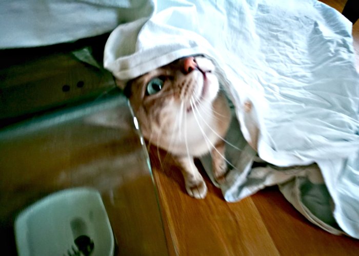 Catty Catty tweet media