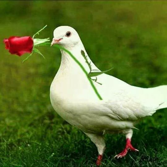 md_parviz's tweet photo. https://t.co/8fTX5YSrnY