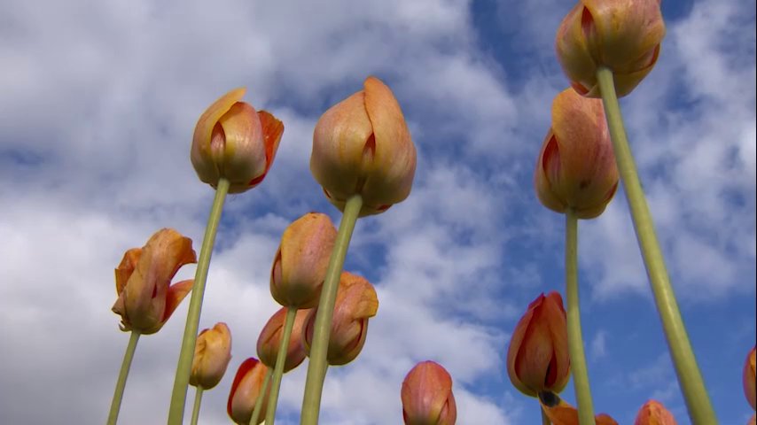 Chronicle5's tweet photo. New Englanders are hardy. So are tulips @wickedtulipsRI "What they like is cold winters and hot summers, tulips come originally from central Asia with a similar climate as New England" @ErikaWCVB previews the u-pick event #springflings @shaynaseymour @anthonyeverett 7:30 #wcvb https://t.co/SISHMMEJTv