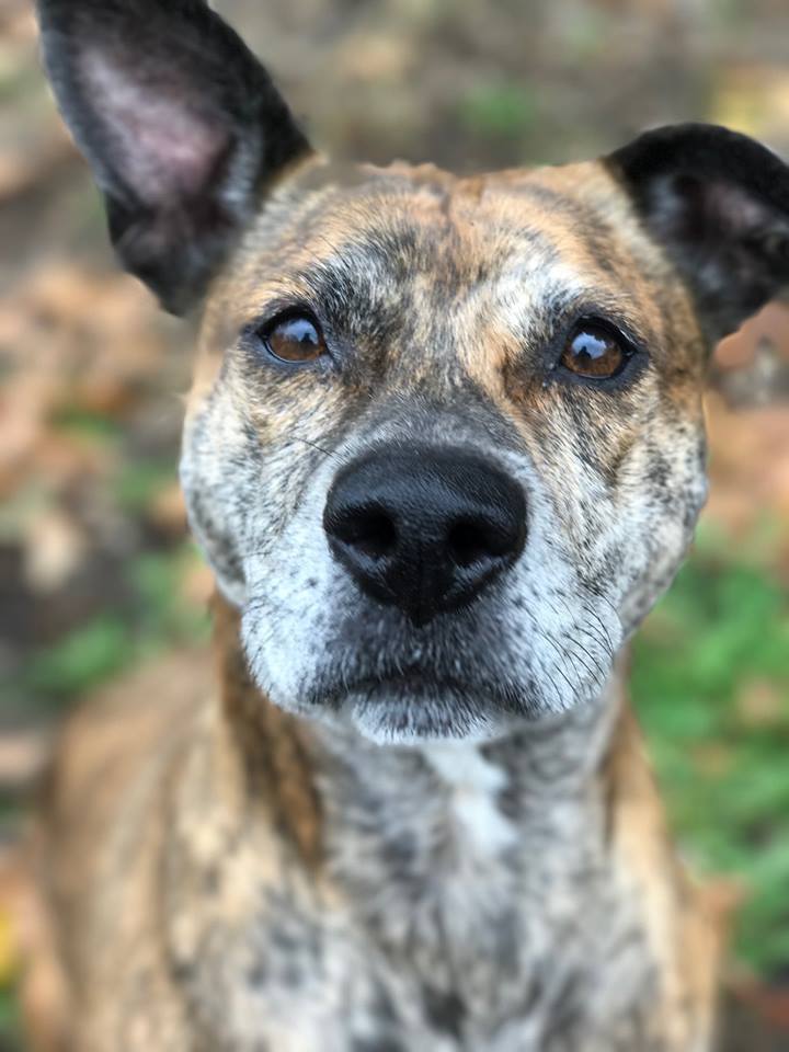 tysonschance's tweet photo. Beauty, brains, and a sense of adventure: amazing Dixie is just waiting to make your home complete!
https://t.co/PiwF2rGckL  #AdoptDontShop #dogsoftwitter https://t.co/lh36SFBk95