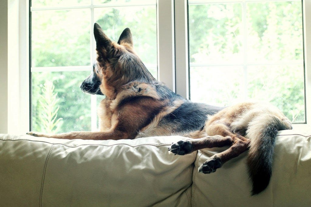 globalk9ps's tweet photo. Does your dog have separation issues? You may have heard that these things can help but they're actually myths!  https://t.co/sIRdA3BCsP https://t.co/wAXwxri1Ax