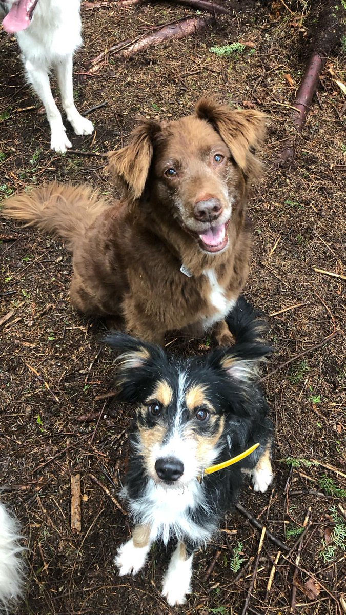 BRParrilla's tweet photo. 📲 | Enquanto a mamãe trabalha, Lola se diverte! O perfil do 'Paws In Motion Pet Services' postou no stories essas fotos fofas da Lola com seus amiguinhos. 🐶🐾 https://t.co/N7yFlRHcXP