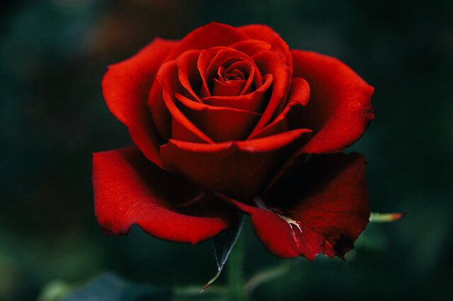 My beautiful Elvina I wish you a happy birthday, pretty and I leave you as a sign of my affection a beautiful Red Rose as passionate as you, as rebellious as you and as unique as you, beautiful Succubus