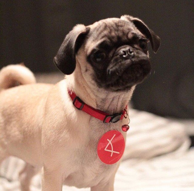 shapingproducts's tweet photo. How's your Tuesday going so far? Has it been "ruff"? Well, here is Bean rocking his favorite #perspectiveux sticker, and hoping to make you smile ๐ถ
#userexperience https://t.co/LT6RxxOyRv