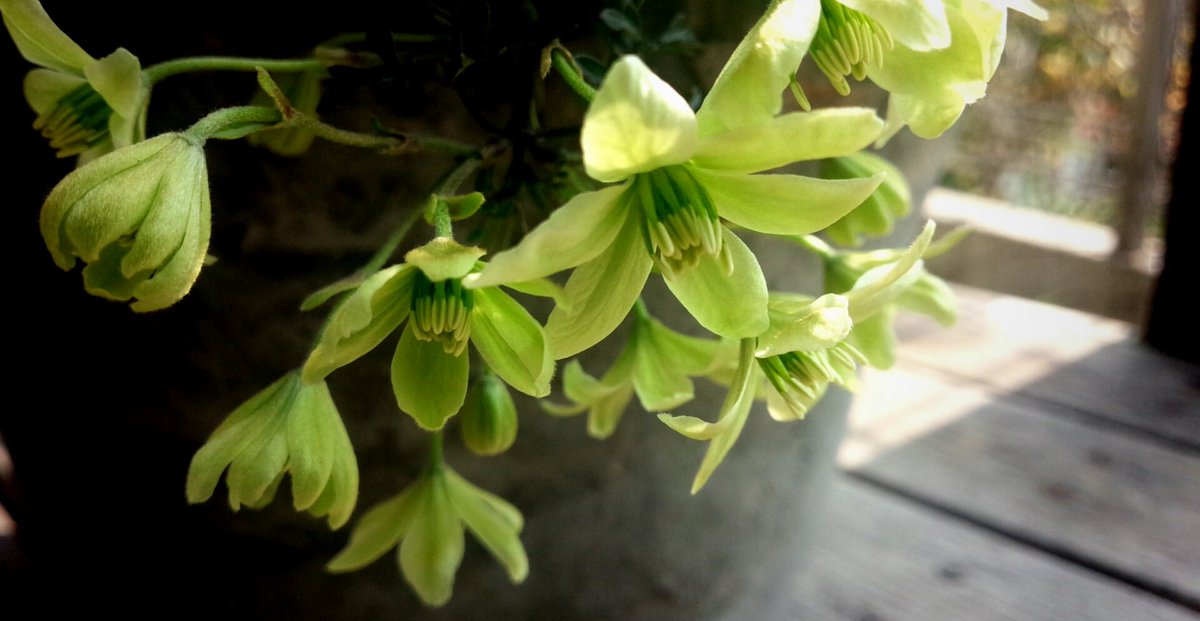 空 庭 植物life クレマチス ペトリエイ めでたく開花 ライムグリーンの美しい花 愛でる イマハナ クレマチス 花好きな人と繋がりたい