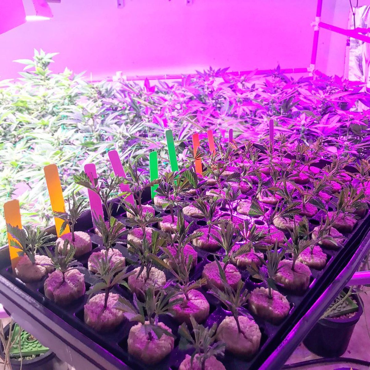 PathogenZero's tweet image. #Repost @CaliCropDoc
・・・
Always a good idea to keep plenty of cuts on hand especially when preserving genetics you never know what can happen CaliCropDoc.org PinkmanGoo, GoldenOldie, WalterWhite OG, Granddaddy OG, BleedGold TankWreck