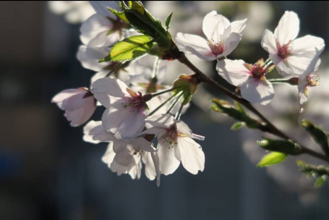 ______rrr_study's tweet image. 勉強垢始めました

＊SJC
＊like　数学 社会 英語
＊Don&apos;t like　国語 理科
＊勉強垢さんと一緒に頑張りたい💪

#勉強垢 #勉強
#勉強垢さんと一緒に頑張りたい 
#勉強垢さんと仲良くなりたい 
#勉強一緒に頑張ってくれる方RT