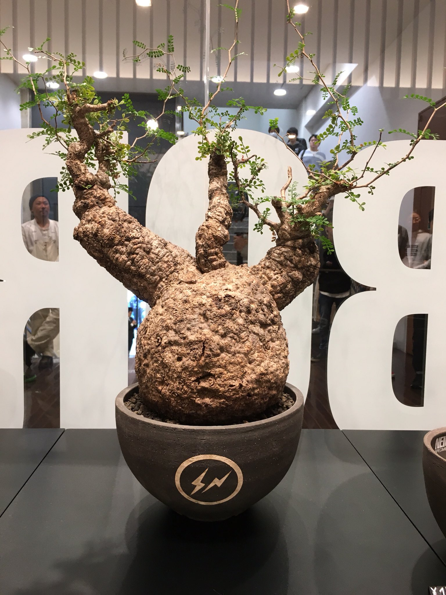 botanize invisibleink 鉢 ボタナイズ インビジブルインク invisible ink x botanize 植木鉢 鉢 botanize invisibleink 鉢