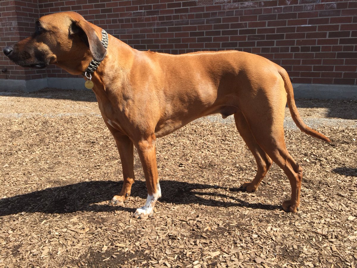 piasecki_jen's tweet photo. Hi Everyone! This is my dog Nico. He ran away from Cherry Beach this morning. He’s a big, sweet ridgeback and he’s very likely scared right now. We are too. If you see him, please reach out! https://t.co/qkFlImFMsZ