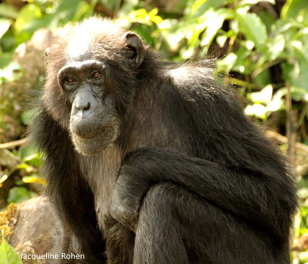 JOYCE: A STORY OF SURVIVAL chimpsaver.org/joyce-a-story-…