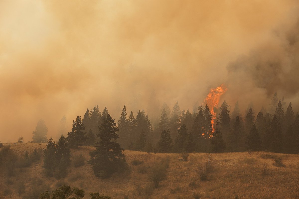 Conserve_WA's tweet image. Forest health is a big job, but new tools like federal #FireFix and state Forest Health plan move us forward. Thanks to leaders like @senatorcantwell and @cathymcmorris we are making progress. Read more from @Hilary_franz and @stevens_nature in @ubnews: bit.ly/2EhNjIZ